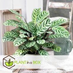 Ctenanthe 'gebedsplant' - Set Van 2 - Burle-marxii - Pot 12cm - Hoogte 25-40cm -Uitgebreide Kwaliteitswinkel Voor Thuis 1000030964 0102