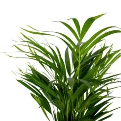 2x Dypsis Lutescens - Goudpalm - ⌀17 Cm - ↕60-70 Cm -Uitgebreide Kwaliteitswinkel Voor Thuis 1000072866 0102