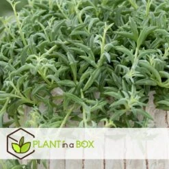 Senecio Peregrinus - Set Van 2 - Pot 12cm - Hoogte 10-20cm -Uitgebreide Kwaliteitswinkel Voor Thuis 1000081951 0103