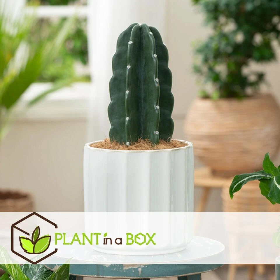 Cereus Jamacaru - Cactus "Cuddly" - Pot 18cm - Hoogte 30-35cm 2 Cereus Jamacaru - Cactus "Cuddly" - Pot 18cm - Hoogte 30-35cm - Afbeelding 2