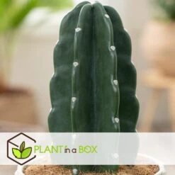 Cereus Jamacaru - Cactus "Cuddly" - Pot 18cm - Hoogte 30-35cm 6 Cereus Jamacaru - Cactus "Cuddly" - Pot 18cm - Hoogte 30-35cm -Uitgebreide Kwaliteitswinkel Voor Thuis 1000082007 0103