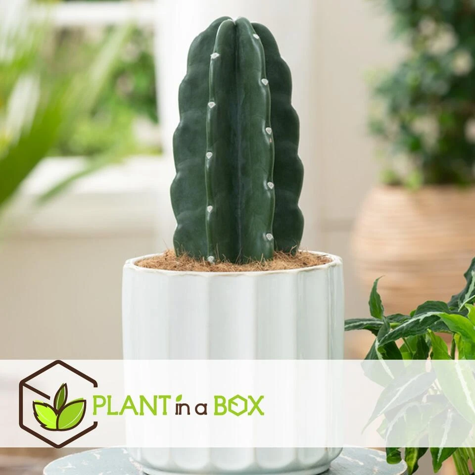 Cereus Jamacaru - Cactus "Cuddly" - Pot 18cm - Hoogte 30-35cm 4 Cereus Jamacaru - Cactus "Cuddly" - Pot 18cm - Hoogte 30-35cm - Afbeelding 4