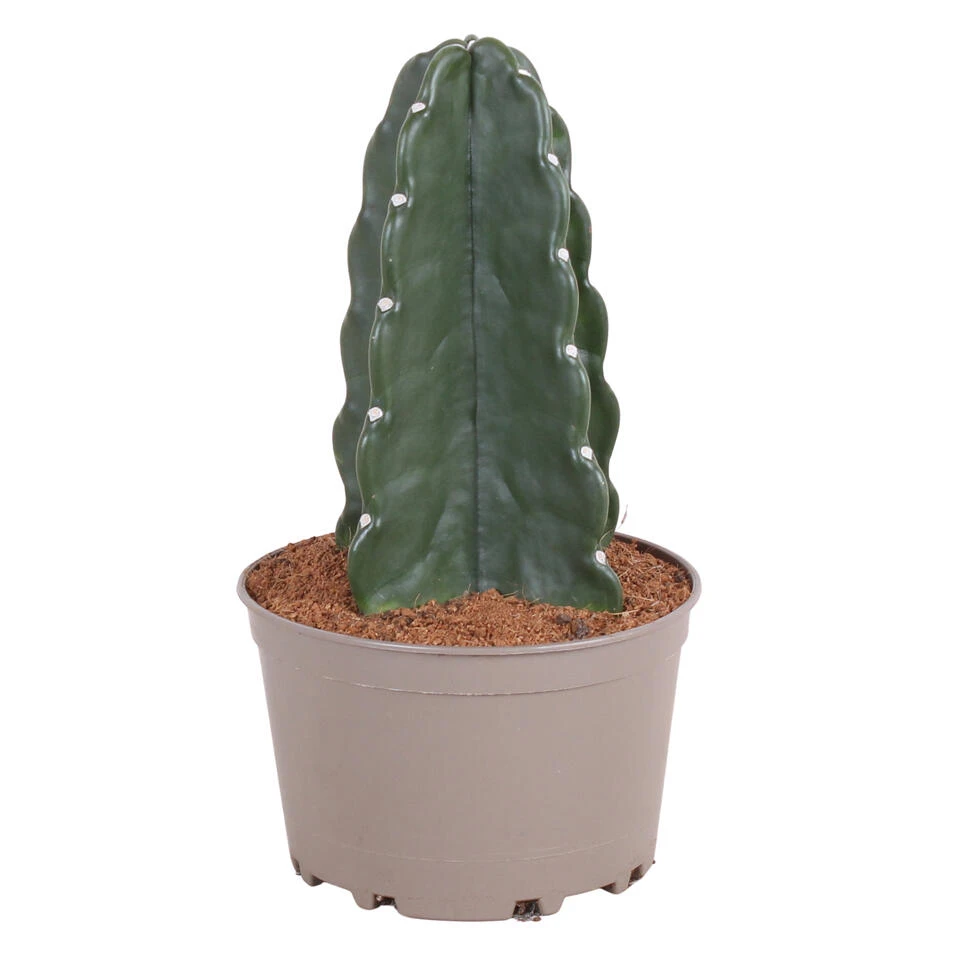 Cereus Jamacaru - Cactus "Cuddly" - Pot 18cm - Hoogte 30-35cm 1 Cereus Jamacaru - Cactus "Cuddly" - Pot 18cm - Hoogte 30-35cm