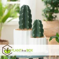 Cereus Jamacaru - Mix Van 2 - "Cuddly" Cactus - Pot 18/12cm - Hoogte 25-35cm -Uitgebreide Kwaliteitswinkel Voor Thuis 1000082023 0103