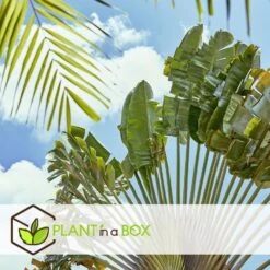 Ravenala Madagascariensis - Set Van 6 - Reizigerspalm - Pot 9cm - Hoogte 25-40cm -Uitgebreide Kwaliteitswinkel Voor Thuis 1000087973 0103