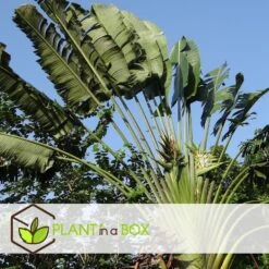 Ravenala Madagascariensis - Set Van 6 - Reizigerspalm - Pot 9cm - Hoogte 25-40cm -Uitgebreide Kwaliteitswinkel Voor Thuis 1000087973 0104
