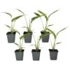 Ravenala Madagascariensis - Set Van 6 - Reizigerspalm - Pot 9cm - Hoogte 25-40cm