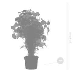 3x Polyscias Mix - Fabian - Ming - Green Lemon P12H30 -Uitgebreide Kwaliteitswinkel Voor Thuis 1000088692 0103